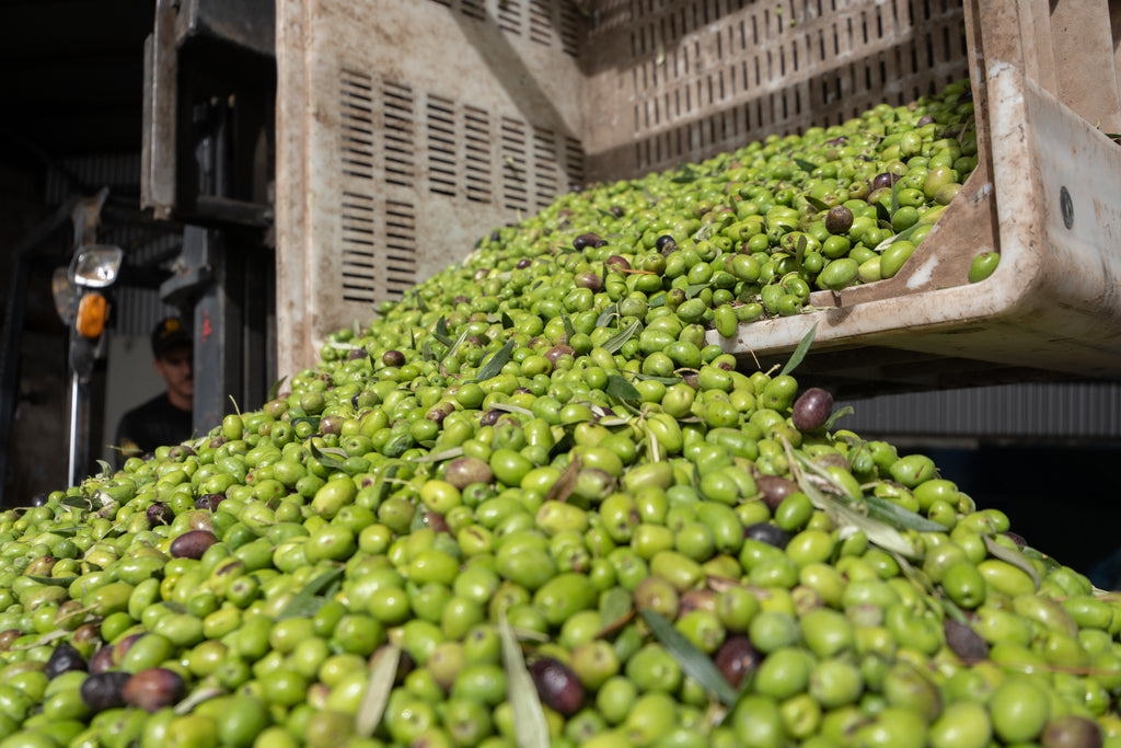 Olives being processed in a production facility, showcasing the steps involved in preparing them for preservation, highlighting the care and attention to detail in the process