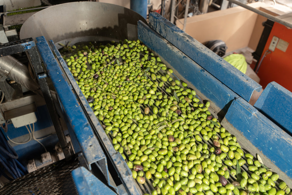 Olives being processed in a production facility, showcasing the steps involved in preparing them for preservation, highlighting the care and attention to detail in the process